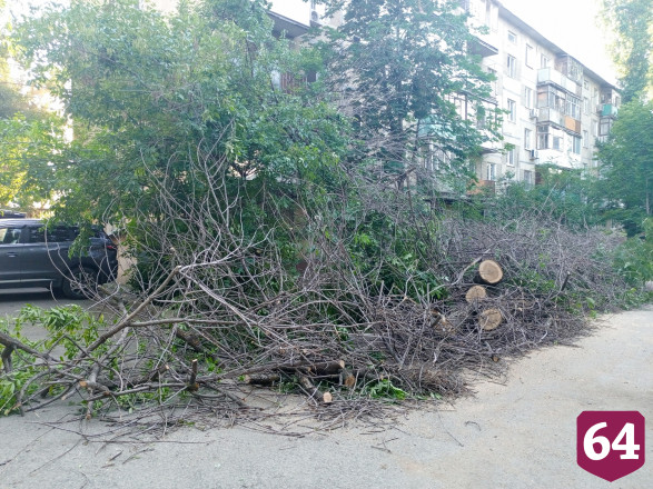 В Саратове подход к подъезду завалили спиленными деревьями