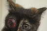 Саратовские ветеринары спасли котенка с травмой глаза